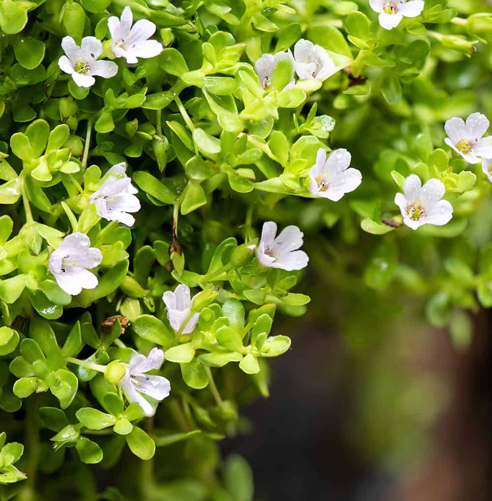 Blühende Brahmi Pflanze