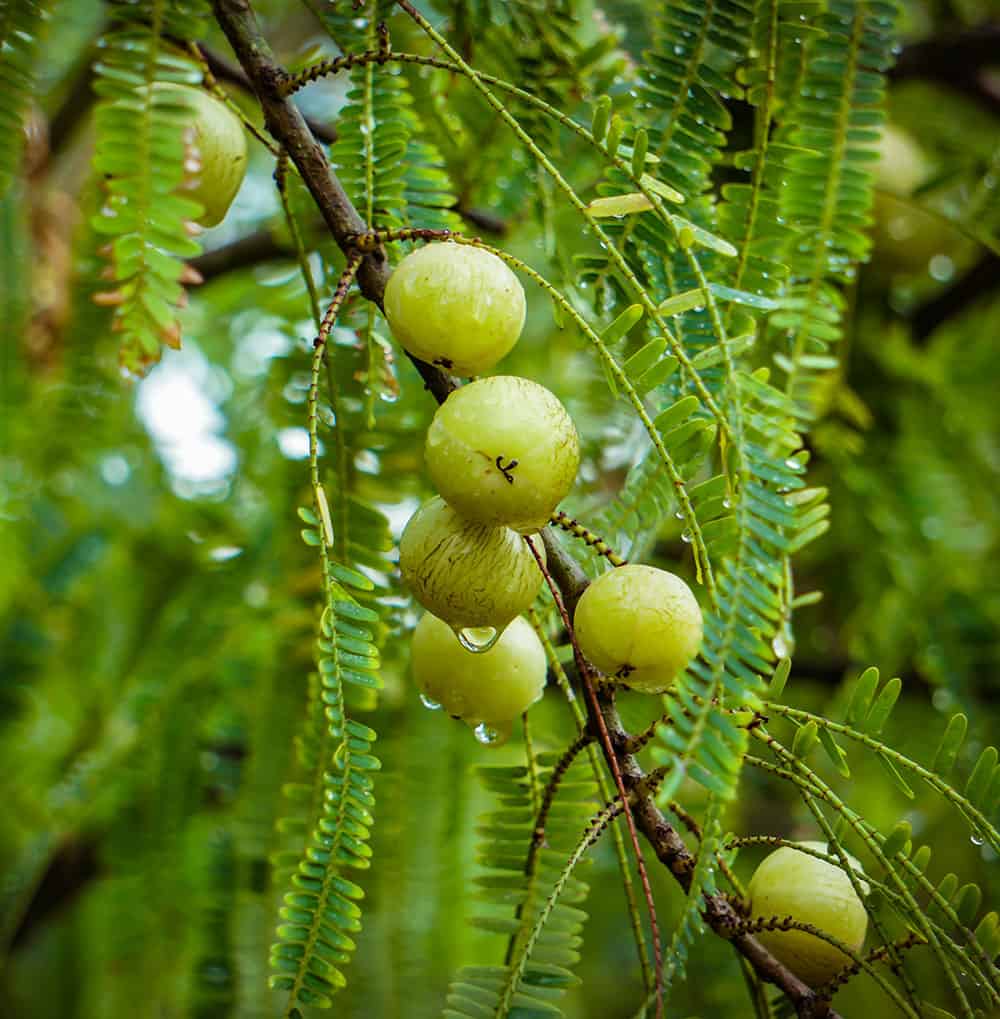 Chyawanprash Zutat die Amla Früchte