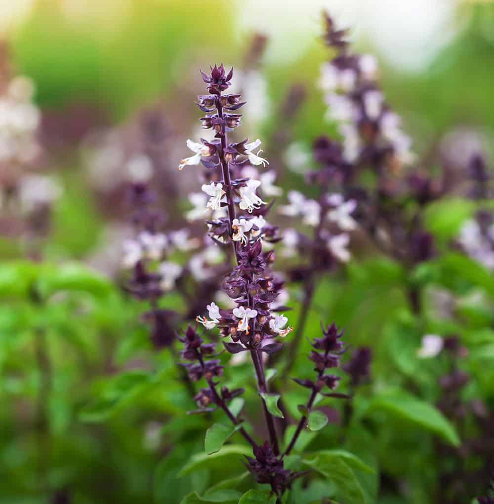 Tulsi Pflanze