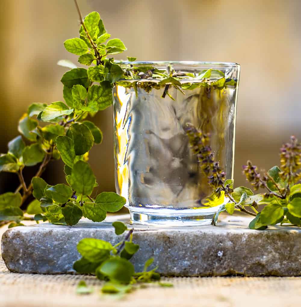 Tulsi, Heiliges Basilikum in einem Glas Wasser
