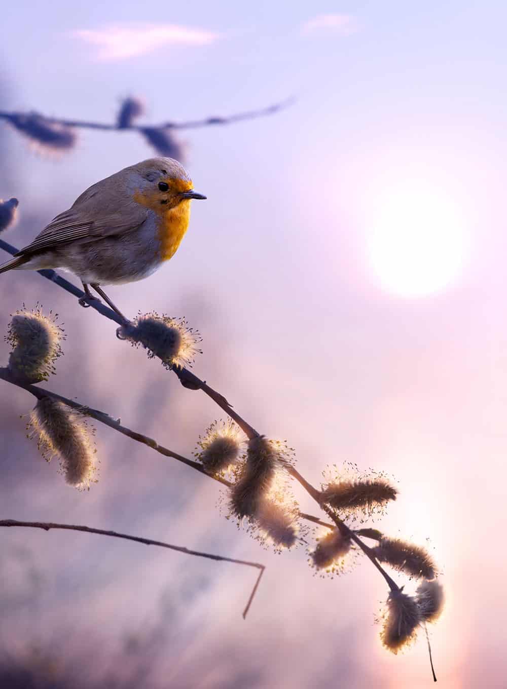 Ayurvedische Morgenroutine Rotkehlchen