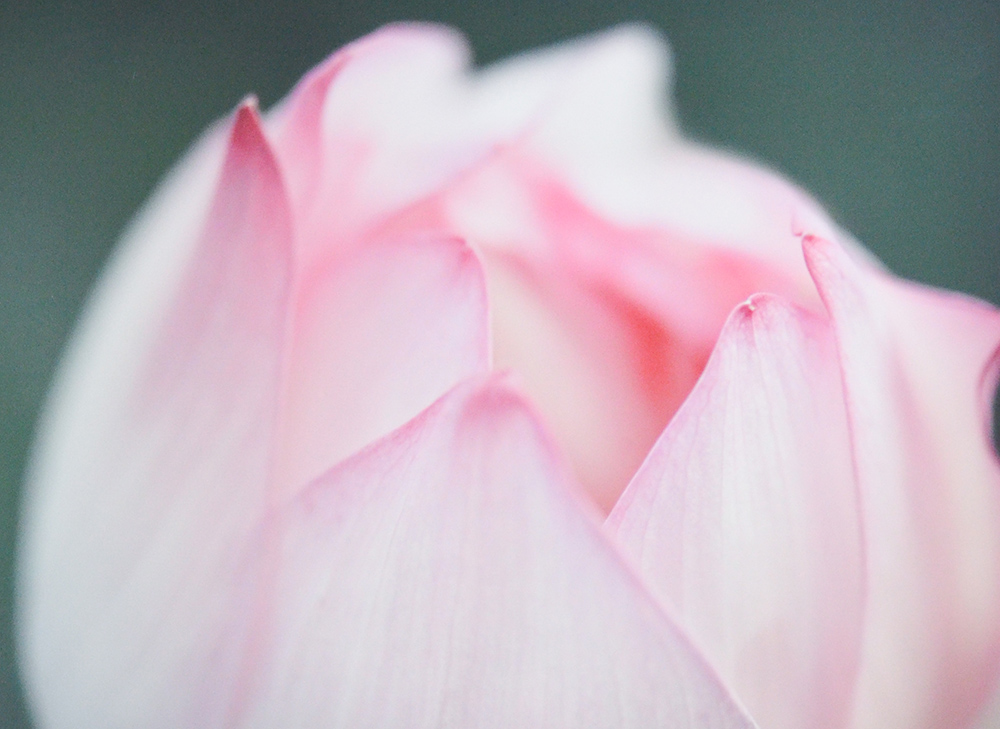RoSana Disziplinen Rasayana Verjüngungskur Blume