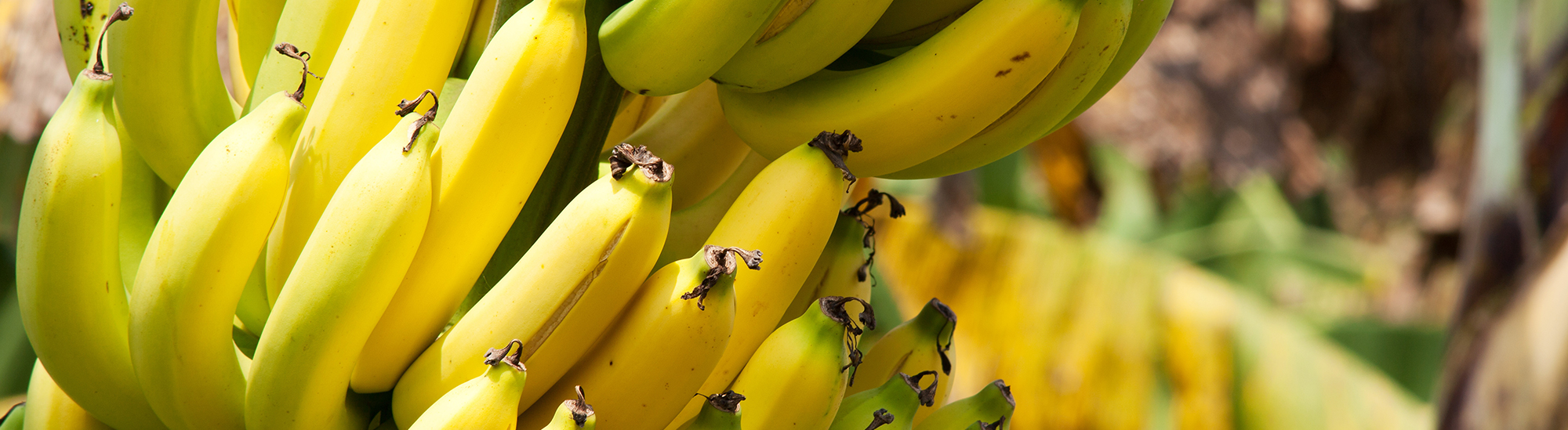 Indisches-Mittagsessen-Bananen