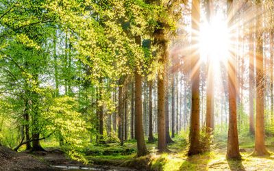 Waldbaden Kurs im RoSana Kurzentrum