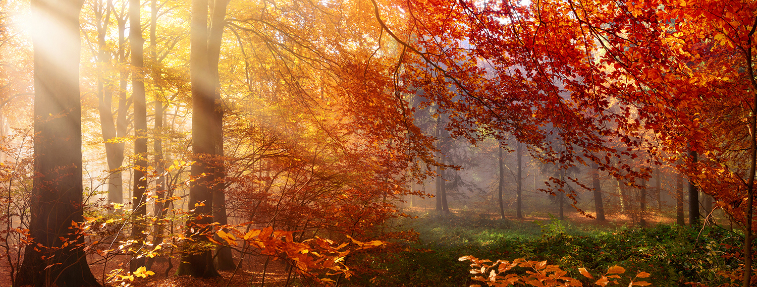 Herbst-Tipps-Banner