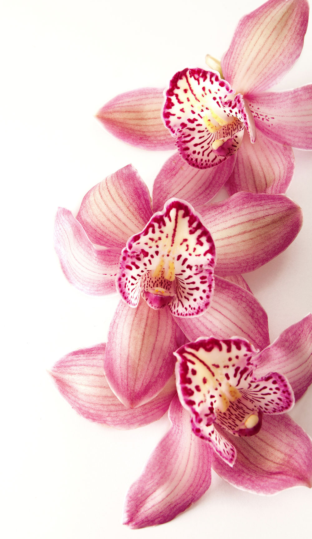 Perimenopause-Orchidee
