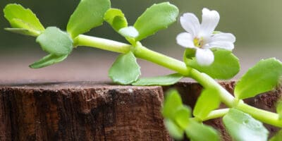Brahmi – das ayurvedische Kraut der Weisheit Bild Brahmi – das ayurvedische Kraut der Weisheit