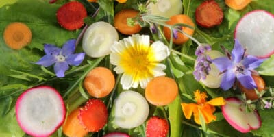 SOS Salat Bild SOS Salat
