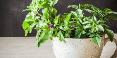 Bild Tulsi – Heiliges Basilikum im Ayurveda