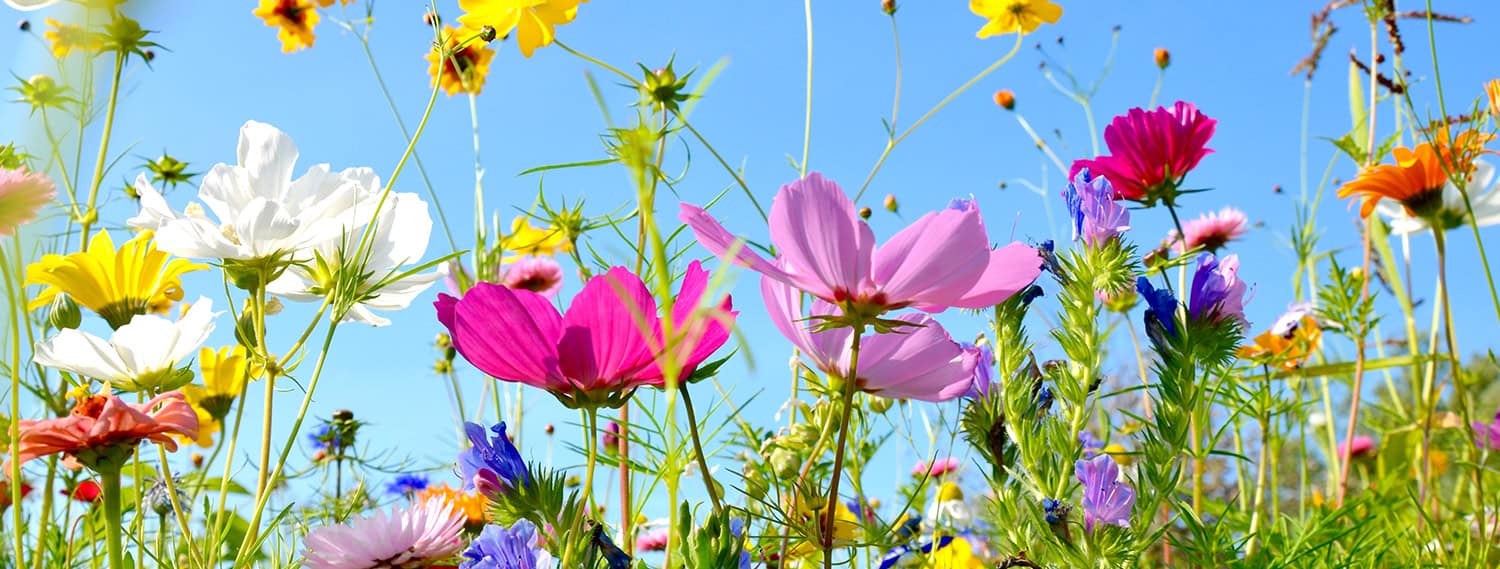 Ayurvedische Sommerkuren Headerbild Blumenwiese im Sommer