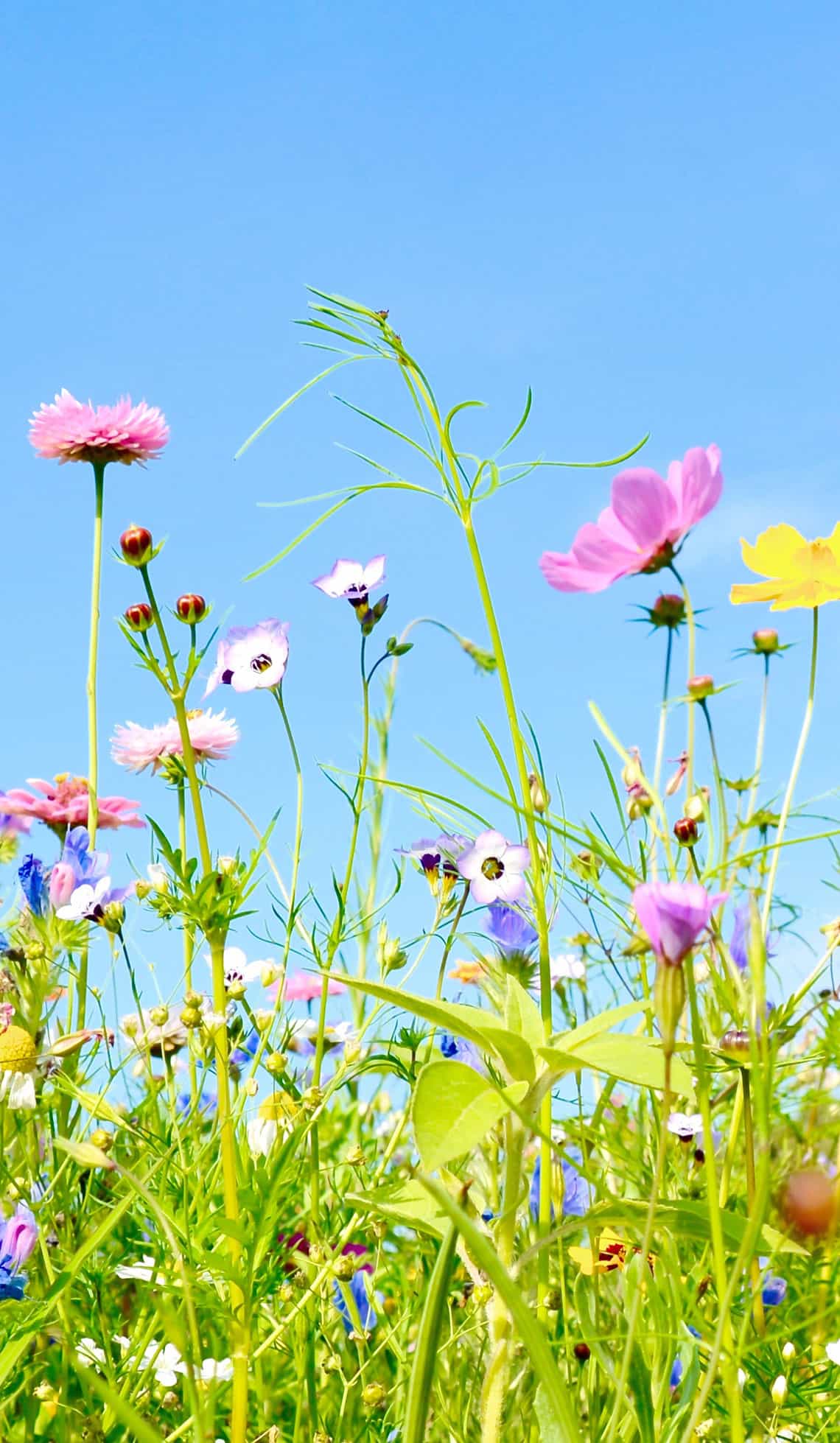 Ayurvedische Sommerkuren Wiese mit Blumen
