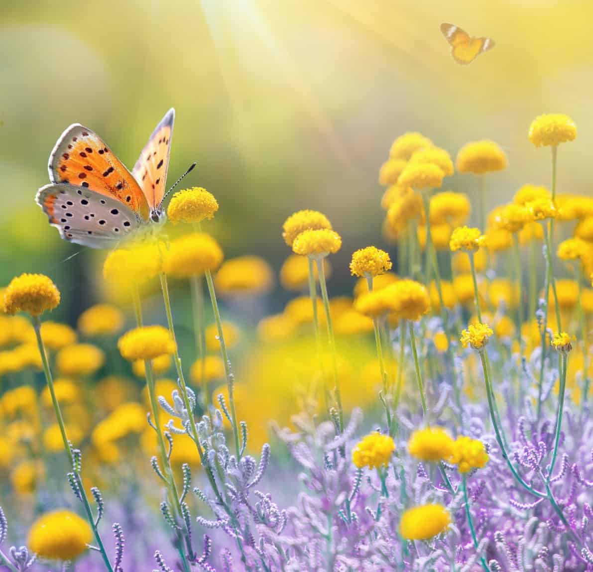 Ayurvedische-Sommer-Auszeiten Schmetterling auf gelben Wildblumen im Sonnenlicht – ayurvedische Sommerauszeit bei RoSana